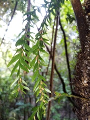Tmesipteris horomaka