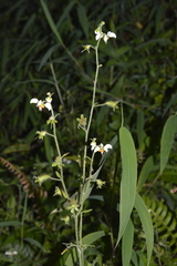 Nasa triphylla triphylla