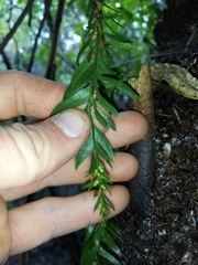 Tmesipteris horomaka