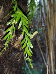 Tmesipteris horomaka