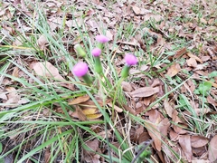 Emilia sonchifolia image