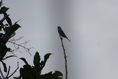 Thraupis palmarum