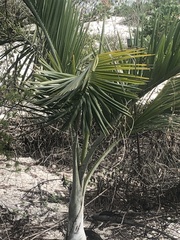 Pseudophoenix sargentii