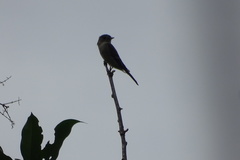 Thraupis palmarum