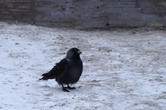 Corvus monedula