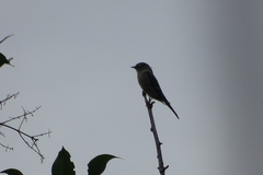 Thraupis palmarum