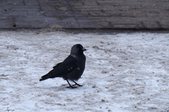 Corvus monedula
