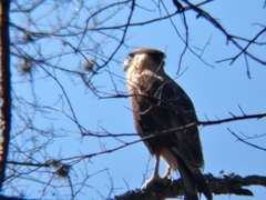 Caracara plancus