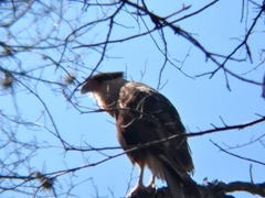Caracara plancus