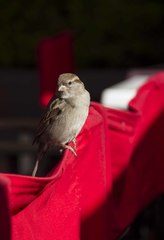 Passer domesticus