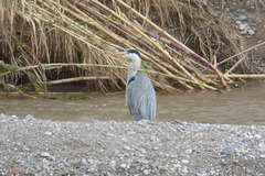 Ardea cinerea