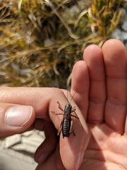 Anonconotus sibyllinus