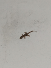 Tarentola mauritanica