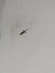 Tarentola mauritanica