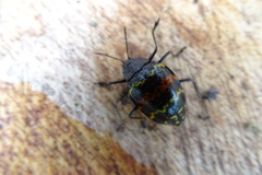 Erotylus buckleyi