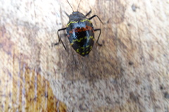 Erotylus buckleyi