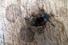 Erotylus buckleyi