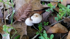 Coprinellus impatiens