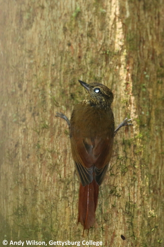 Glyphorynchus spirurus