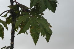 Ricinus communis