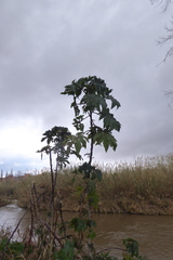 Ricinus communis