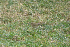 Phylloscopus collybita