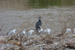 Phalacrocorax carbo