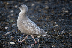 Larus argentatus × glaucescens