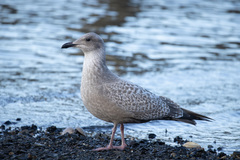 Larus argentatus × glaucescens