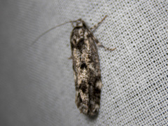 Lichenaula appropinquans