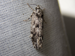 Lichenaula appropinquans