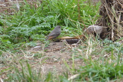 Phoenicurus ochruros