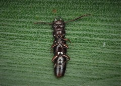 Siagonium quadricorne