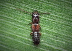 Siagonium quadricorne