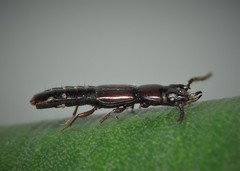 Siagonium quadricorne