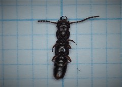 Siagonium quadricorne