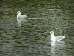 Chroicocephalus ridibundus