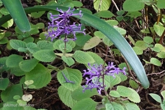 Plectranthus ambiguus