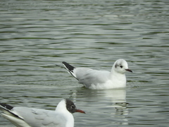 Chroicocephalus ridibundus