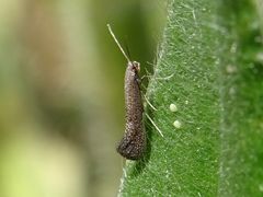 Tinagma ocnerostomella