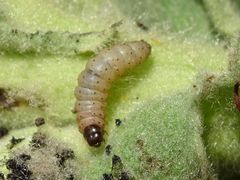 Nothris verbascella