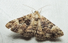 Aporoctena scierodes