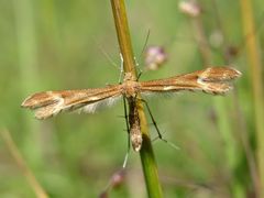 Marasmarcha lunaedactyla