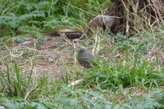 Phoenicurus ochruros