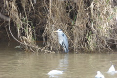 Ardea cinerea