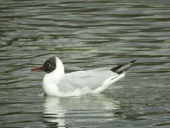 Chroicocephalus ridibundus