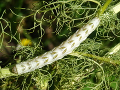 Cucullia chamomillae