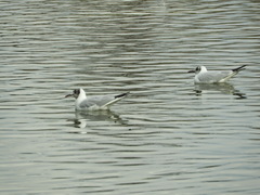 Chroicocephalus ridibundus