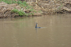 Phalacrocorax carbo