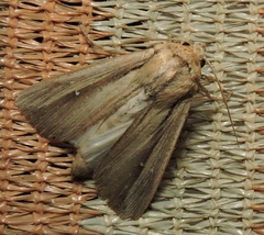 Leucania stenographa